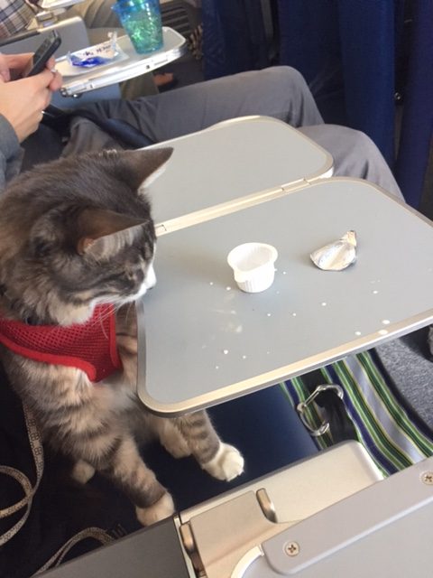 Cat looks at creamer on plane