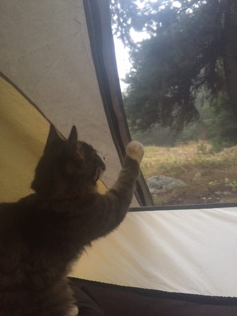 Kitten paws at tent 