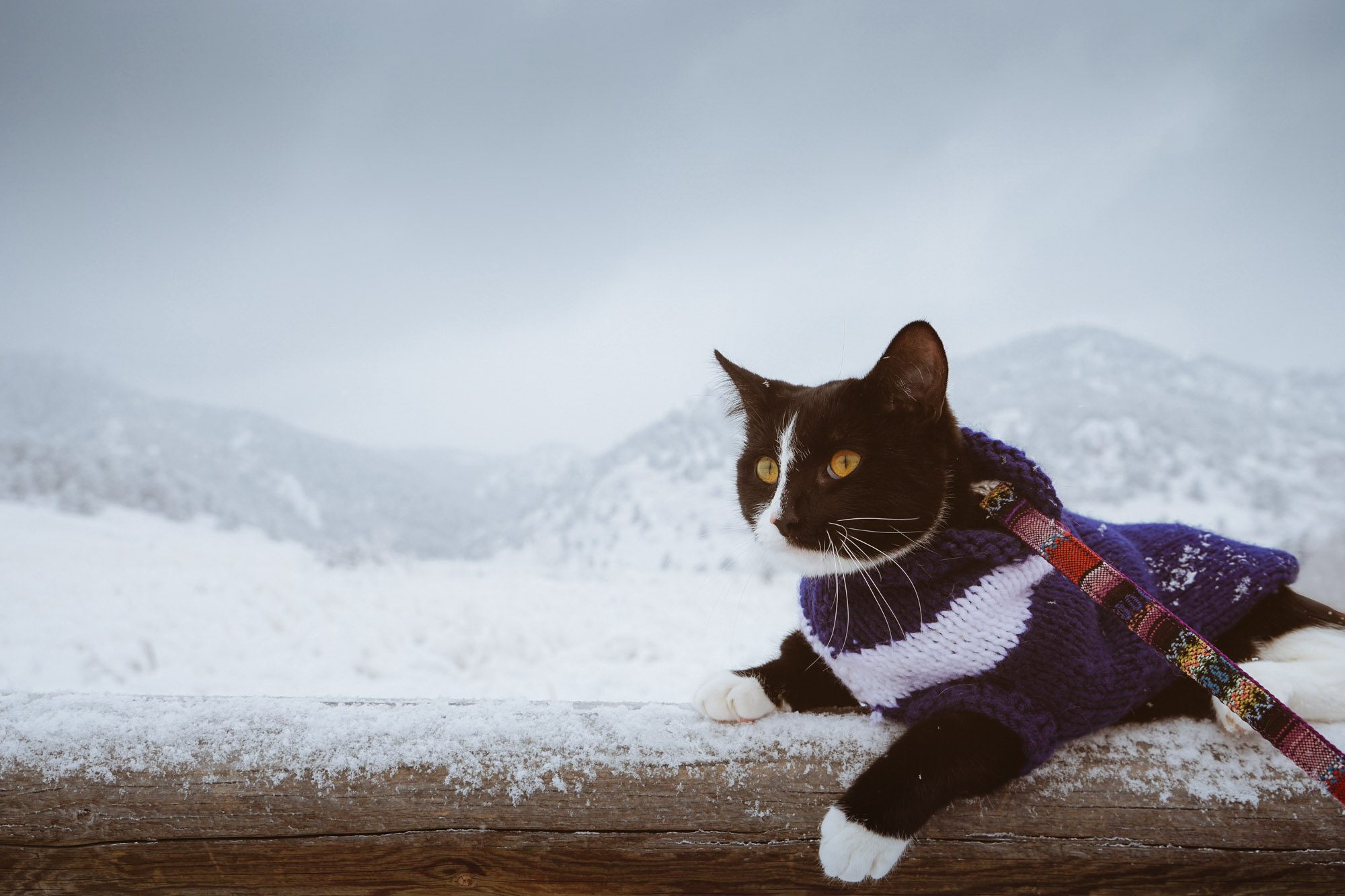 Do cats need winter clothing 