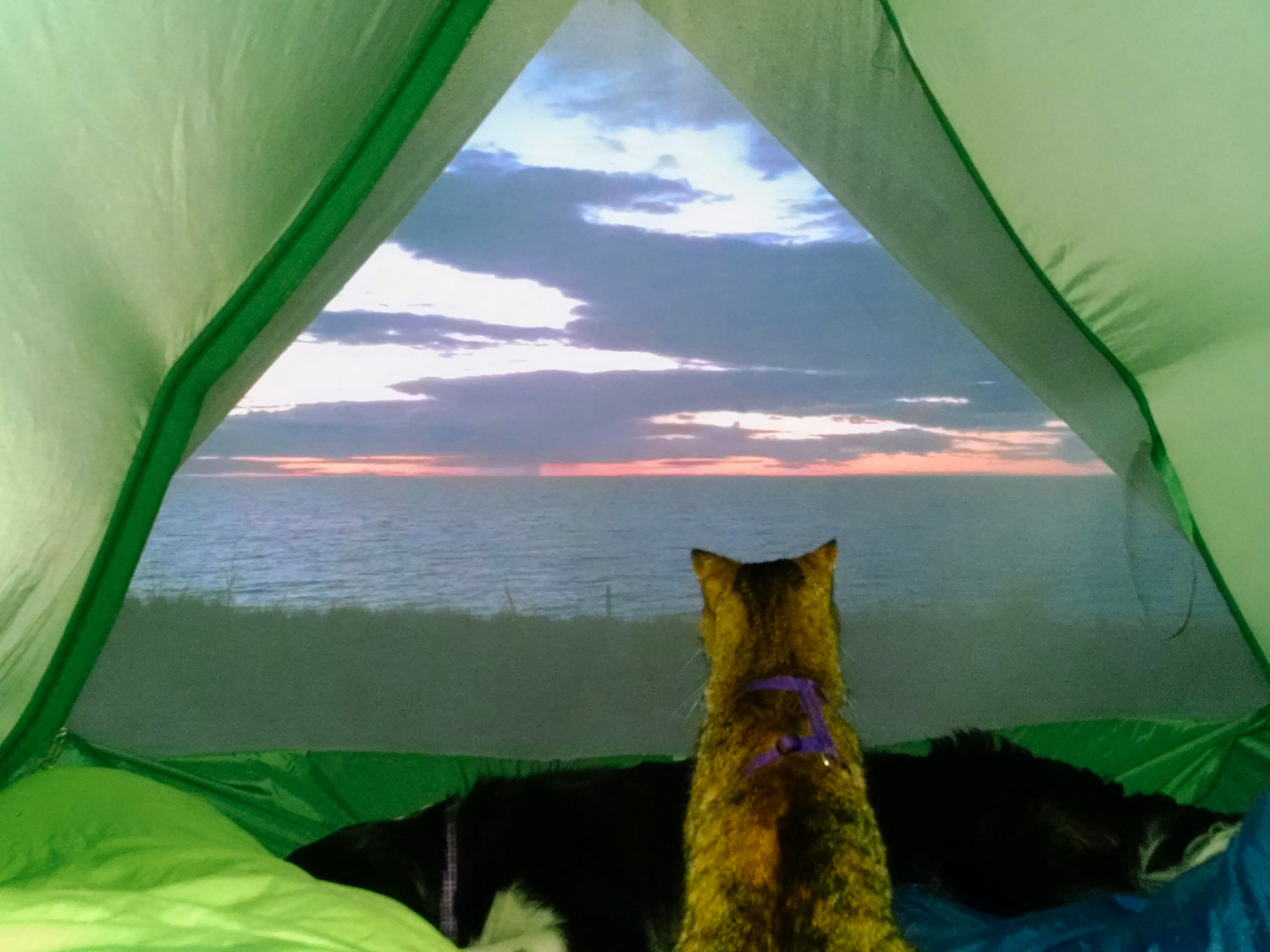 What to pack: 14 essentials for hiking and camping with a cat