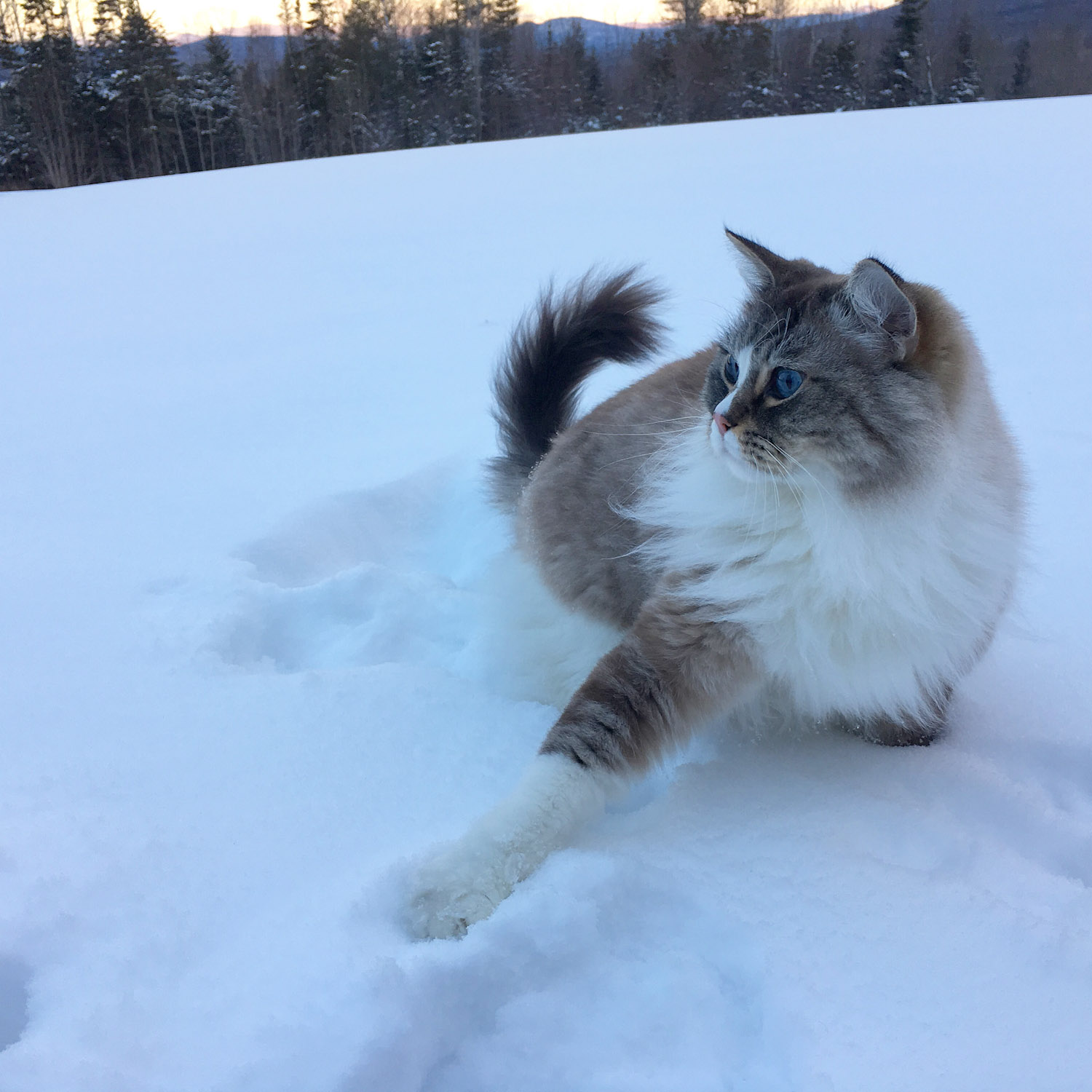 Video of Fluffy Cat Ice Skating Seen 15m Times: 'Magical Snow Kitty
