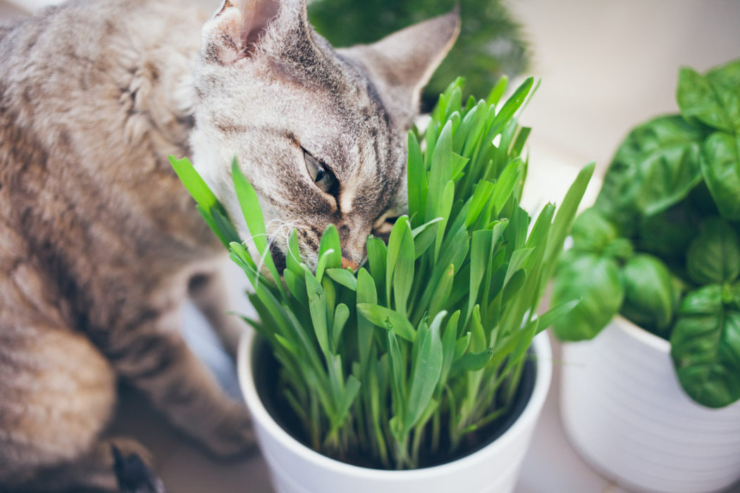 The best indoor grass for cats – Adventure Cats