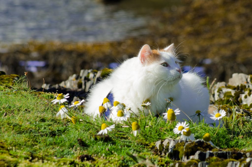 Salty Sea Cat in Flowers