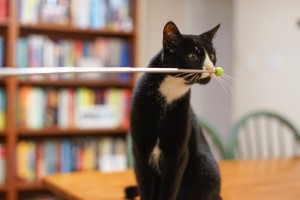 cat following target stick