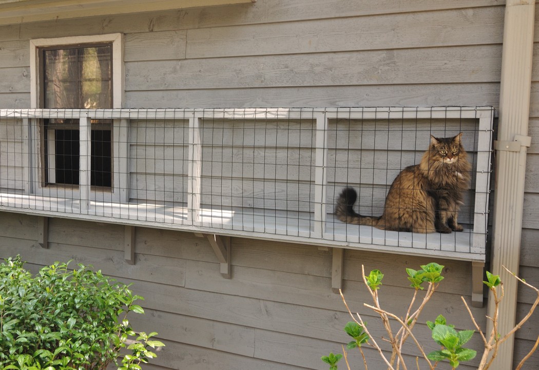 outside cat enclosures