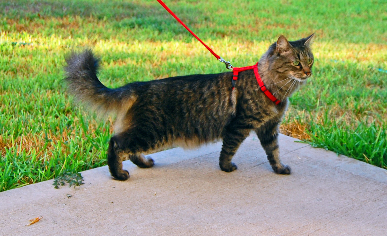measuring a cat for a harness