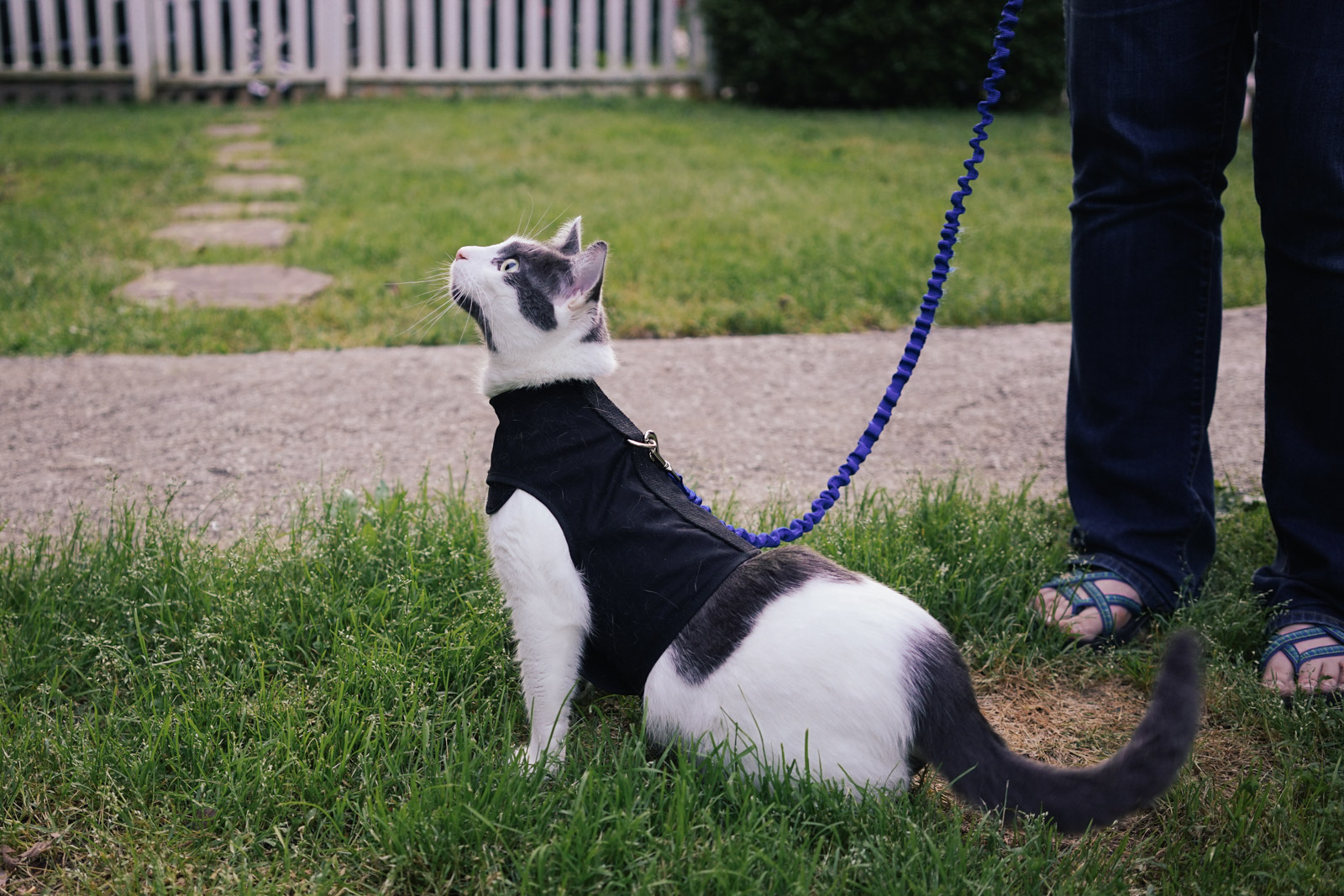 cat tactical vest harness