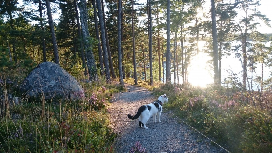 How to hike with cats