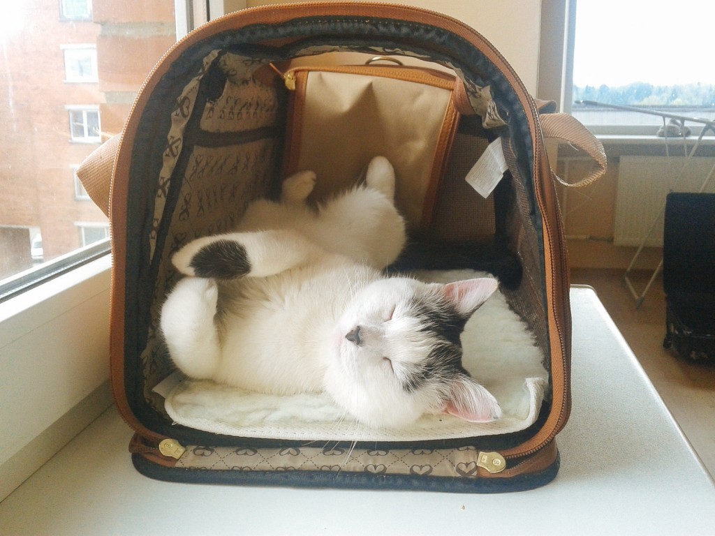 Yuki the cat in cat carrier