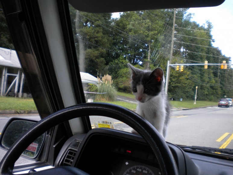 can kittens travel in a car