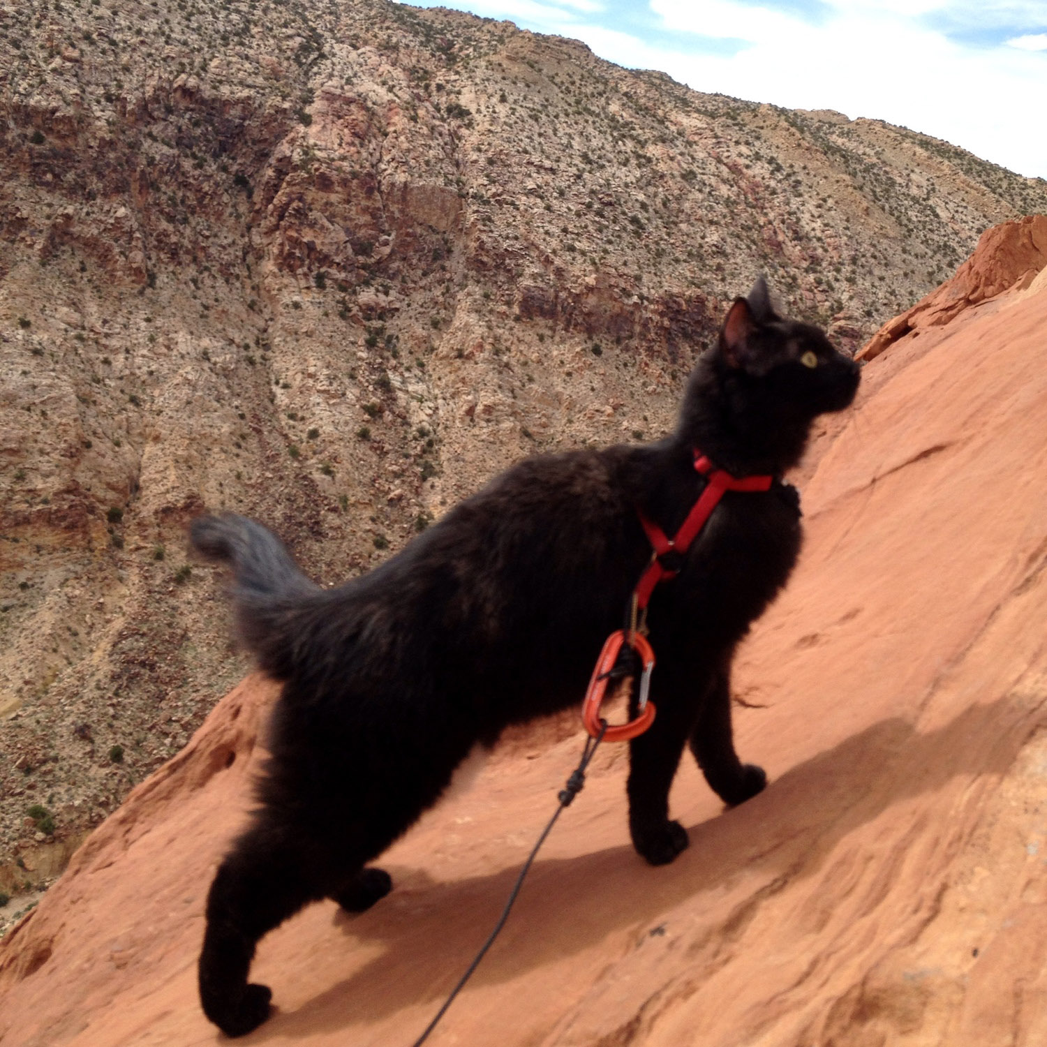 Craig Armstrong frequently takes his cat, Millie, climbing in Utah.