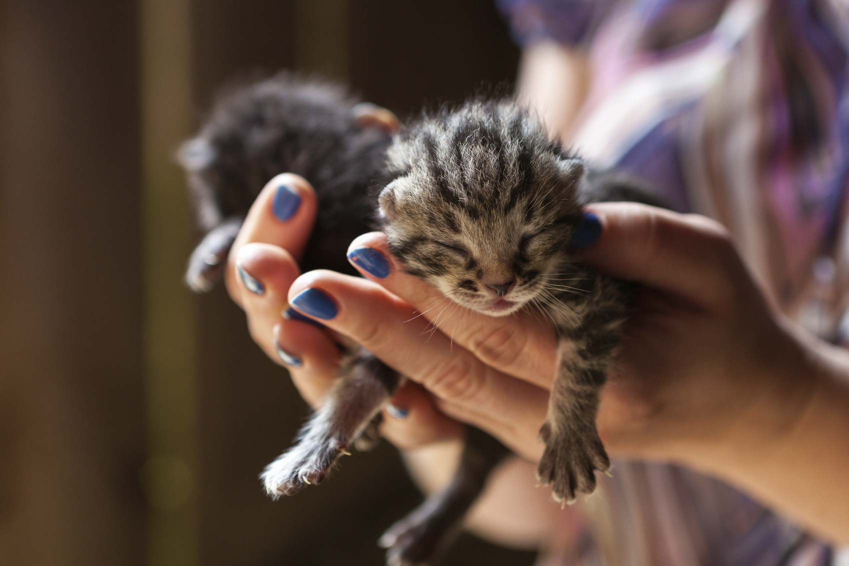 6 things you can do to save kittens' lives - Adventure Cats