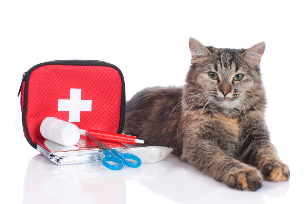 first-aid kit – Adventure Cats