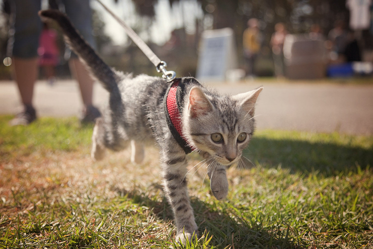 Cat Enrichment  Best Friends Animal Society