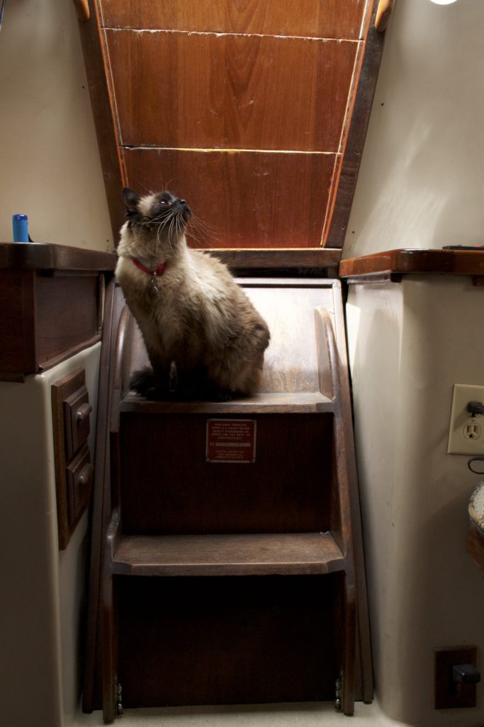 Cat inside of boat