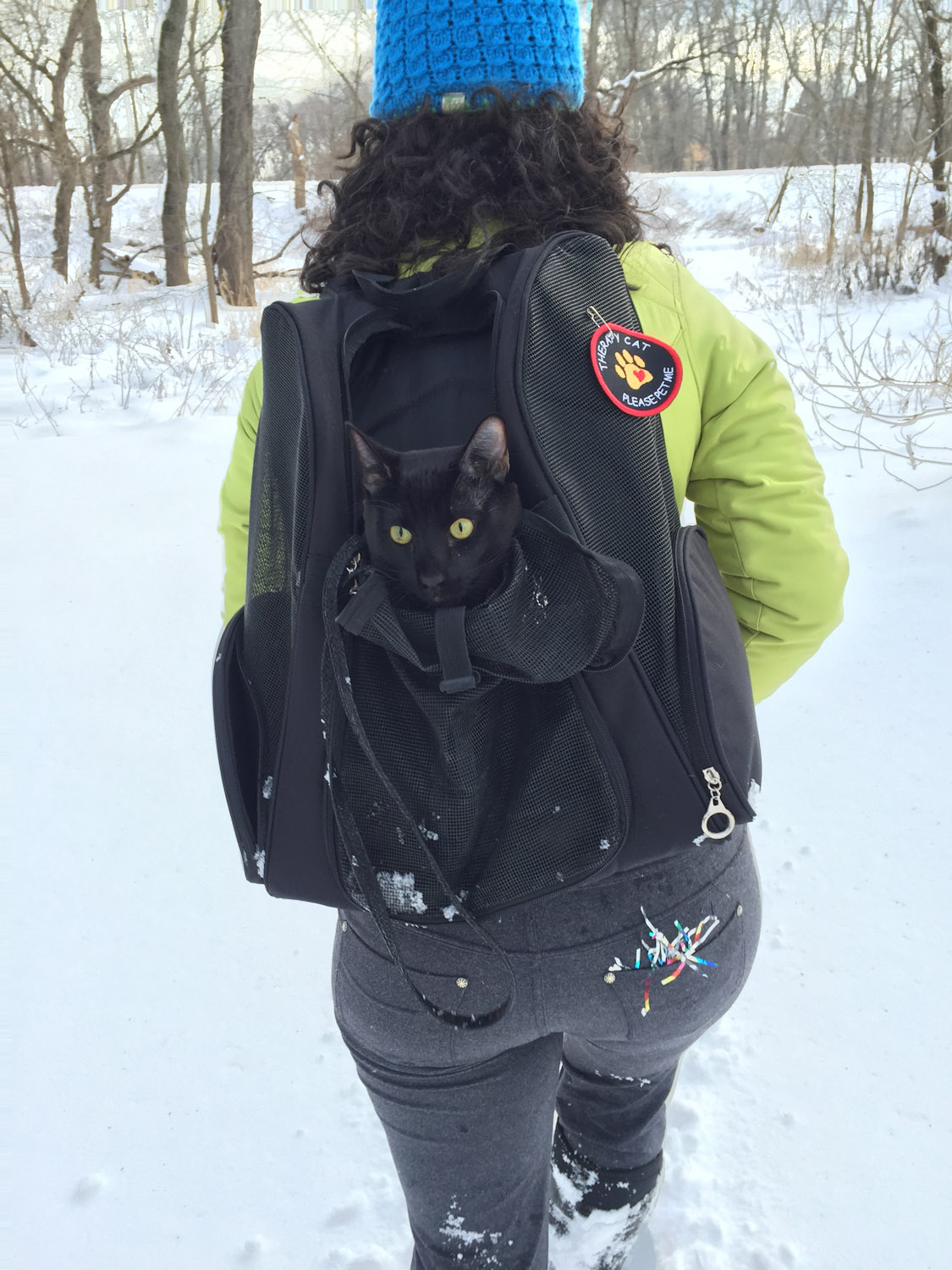 cat holding backpack