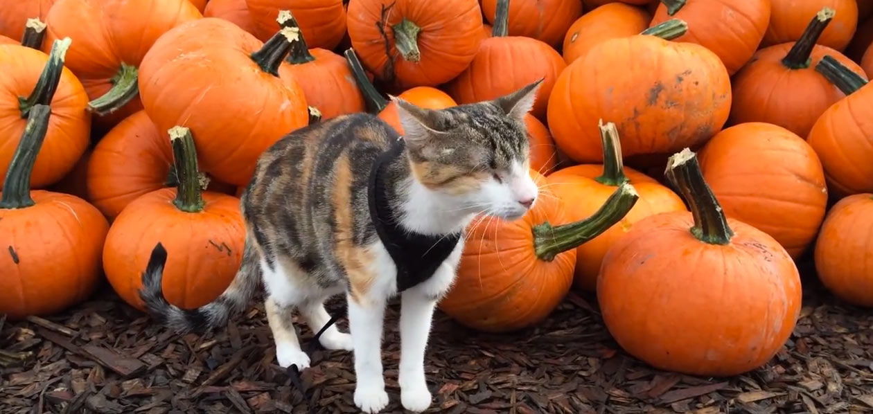 cat in pumpkin patch