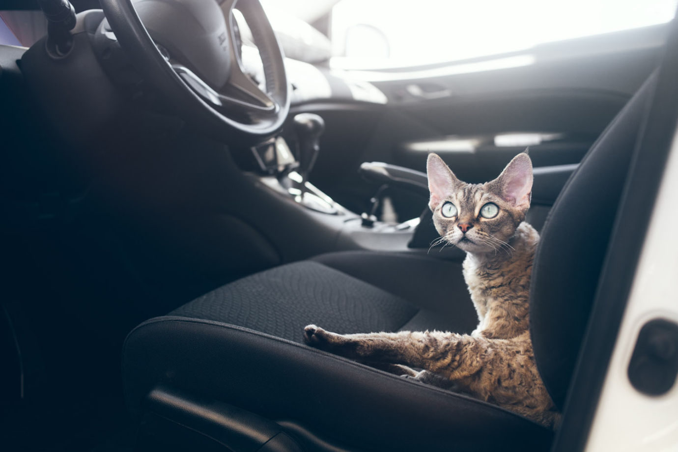 cat with car