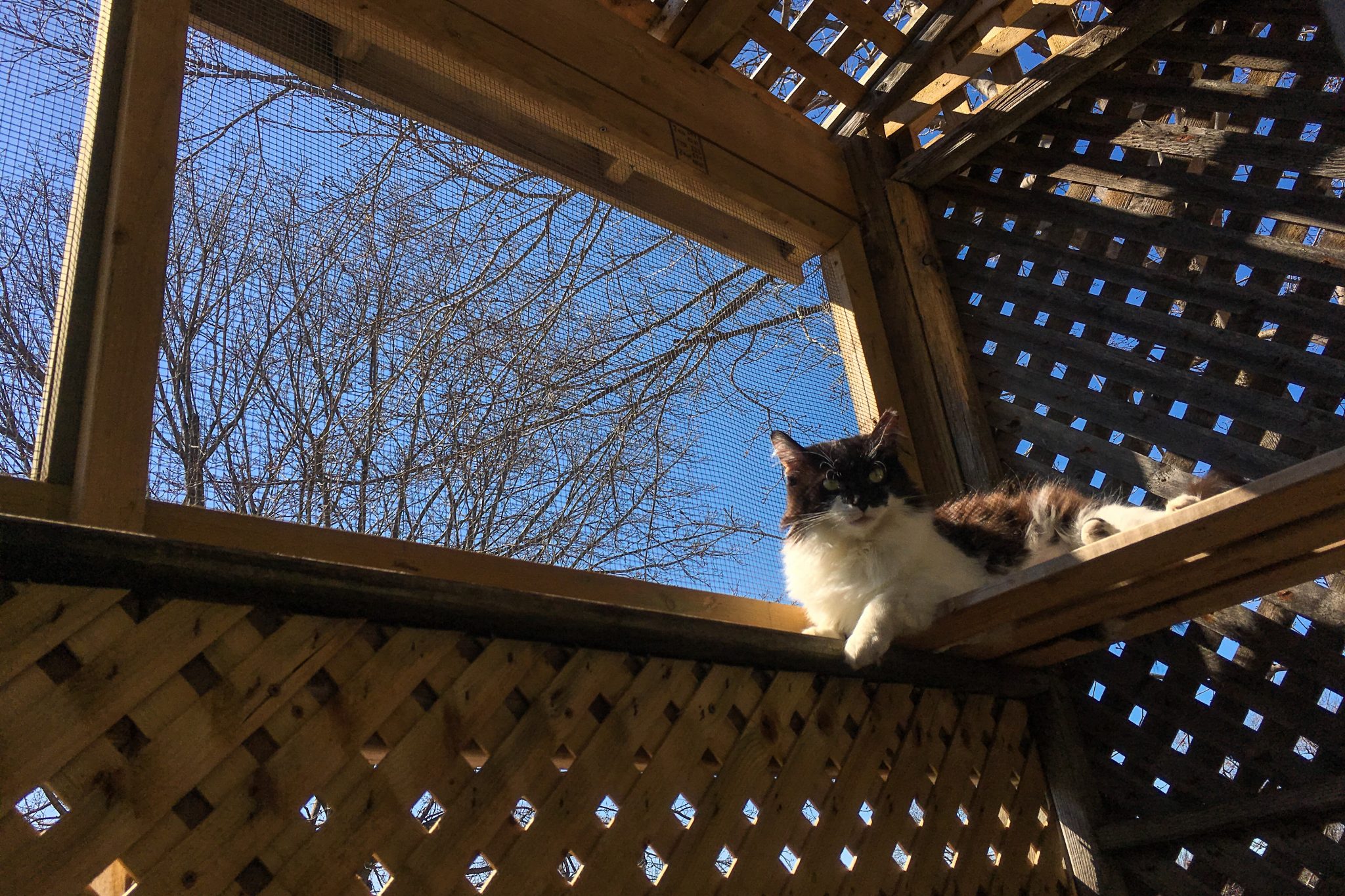 Catio Hacks Every Cat Owner Should Know