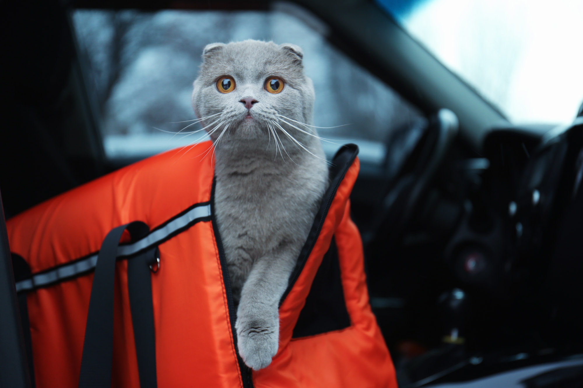 How To Prevent Motion Sickness In Cats Adventure Cats