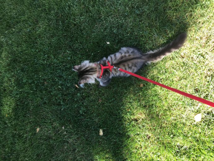 Therapy cat is constant companion — both at home and on the trail ...