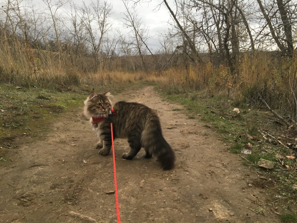 siberian cat harness