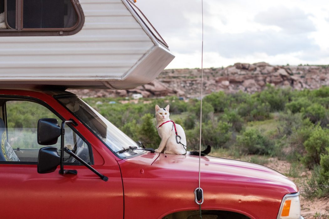 travelling with cats in a caravan